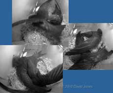  The Swift chicks in SW(UP) exercise their wings tonight, 15 July