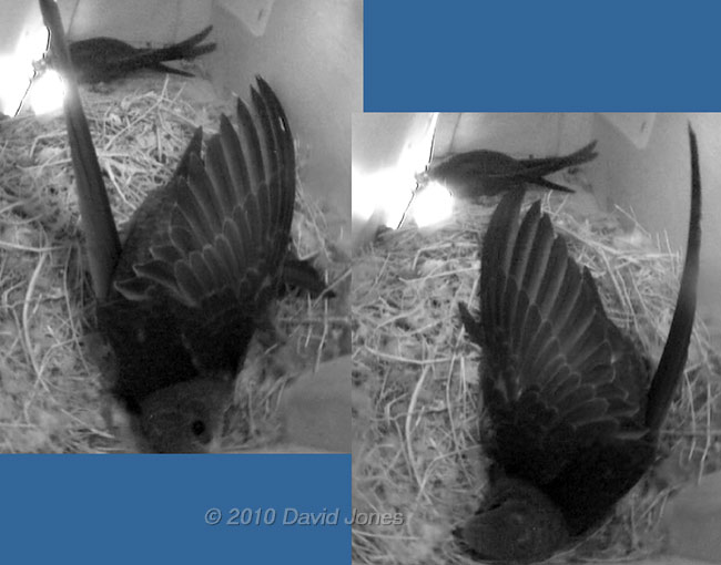 Wing stretching in SW(UP) this evening, 16 July - 1