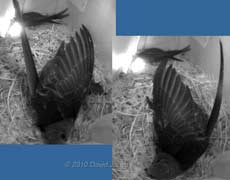 Wing stretching in SW(UP) this evening, 16 July