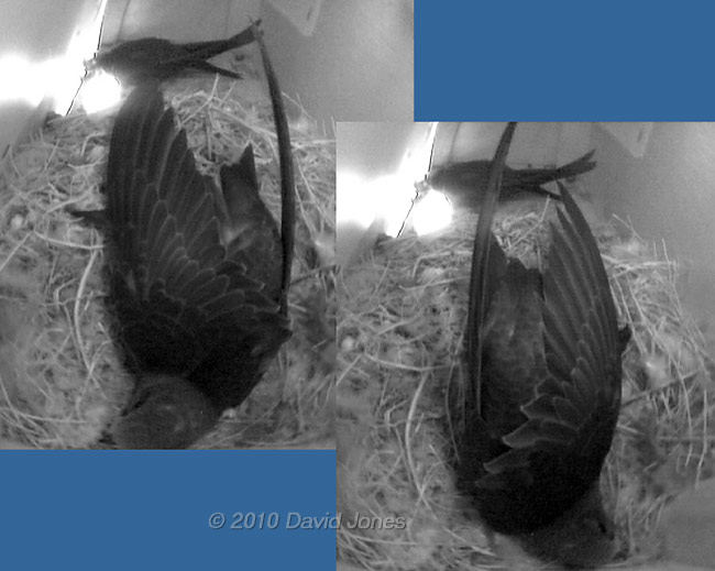 Wing stretching in SW(UP) this evening, 16 July - 2