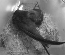 Chicks rest once more in SW(UP) this evening, 16 July