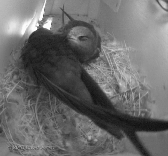 Chicks rest once more in SW(UP) this evening, 16 July - 1