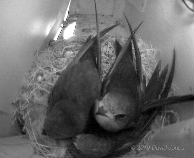 Chicks with one of their parents in SW(UP) this evening, 16 July - 1