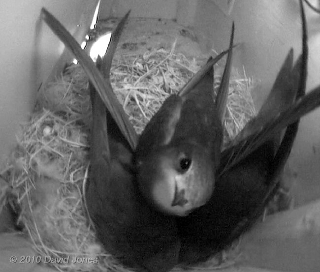 Chicks with one of their parents in SW(UP) this evening, 16 July - 2