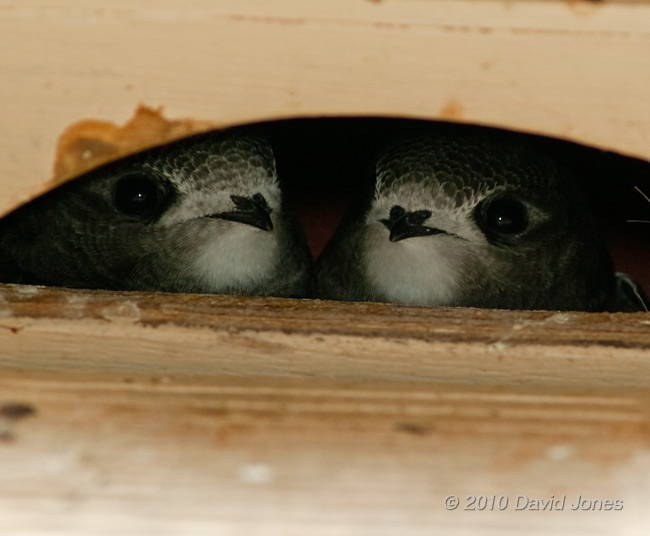 The chicks look down from SW(UP) this morning), 16 July - 2