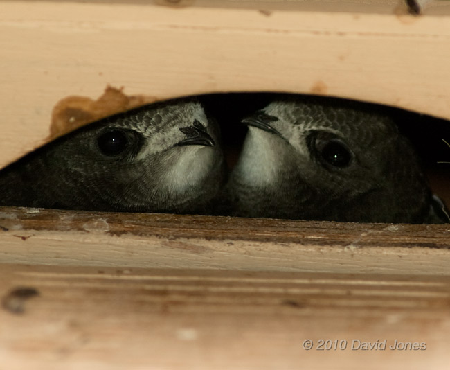 The chicks look down from SW(UP) this morning), 16 July - 1