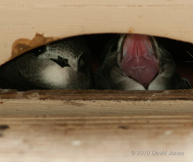 A chick yawns as the pair look down from SW(UP) this morning, 16 July