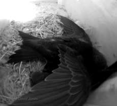 Wing stretching in SW(UP) this afternoon, 16 July