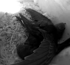 Tail flexing in SW(UP) this afternoon - 1, 16 July