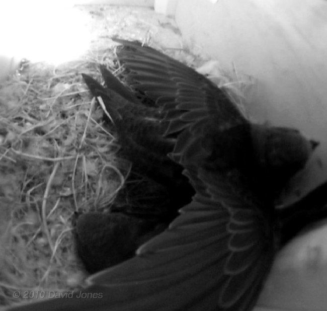 Tail flexing in SW(UP) this afternoon - 2, 16 July