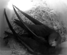 Resting and preening in SW(UP) this afternoon, 16 July