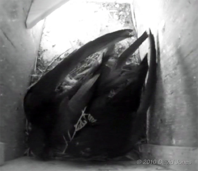 Swift (White Spot) brings in fern frond, 2 June