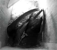 Swift (White Spot) brings in fern frond, 2 June