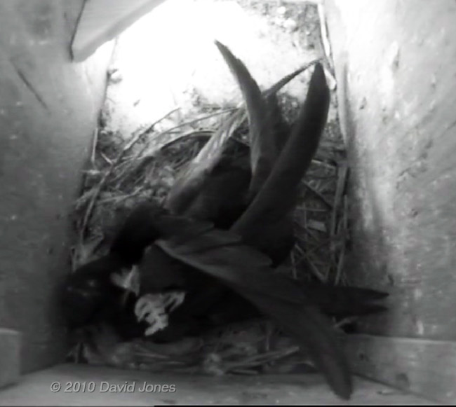 Swift brings in fern frond, 2 June