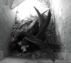 Swift brings in fern frond, 2 June