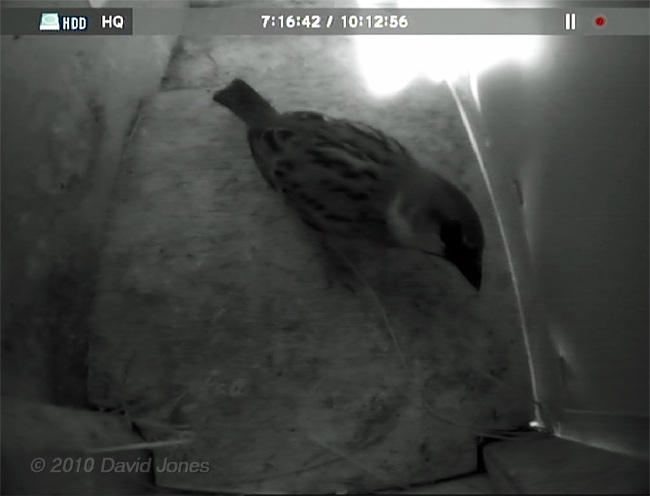 A male Sparrow inspects Swift box (lower) - 1 May