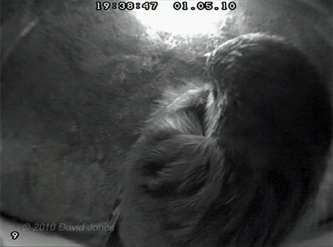 A male Sparrow roosts in House Martin nest 2 - 1 May