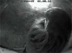 A male Sparrow roosts in House Martin nest 2 - 1 May