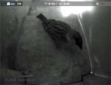 A male Sparrow inspects Swift box (lower) - 1 May