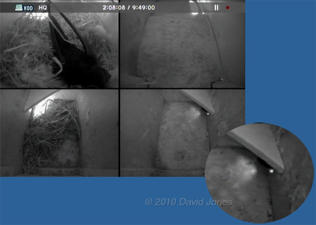 A Starling attempts unsuccessfully to enter Swift box (right) - 1 May