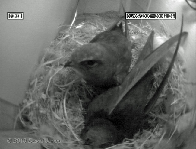 The Swift returns to roost this evening with its partner - 1 May