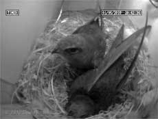 The Swift returns to roost this evening with its partner - 1 May