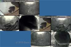 Sparrow pair visting House Martin nests - 3 May