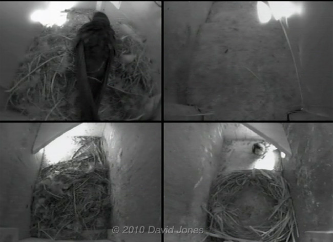 Male Sparrow visits Swift box (right) this evening - 3 May