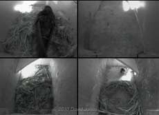 Male Sparrow visits Swift box (right) this evening - 3 May