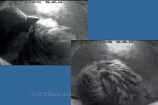 Male Sparrow roosts in Martin nest 2 tonight