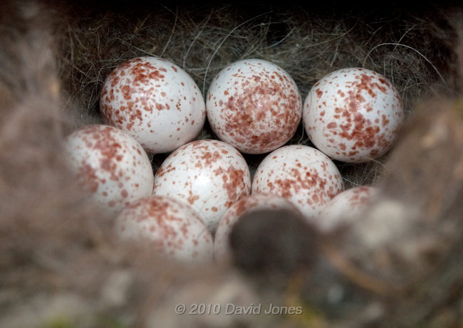 The Great Tits' clutch of nine eggs - 4 May