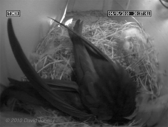 The Swift pair roosting tonight - 4 May