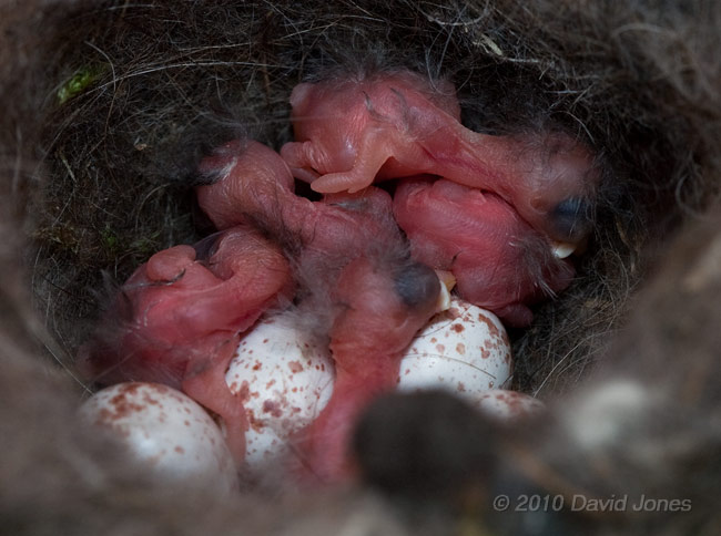 The Great Tits' five chicks at noon - 5 May