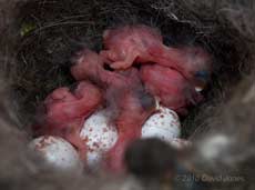 The Great Tits' five chicks at noon - 5 May
