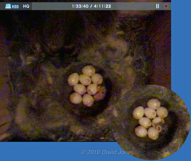 The Great Tits' first chick has hatched - 5 May