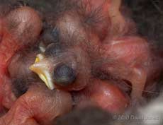Close-up of a 1 day old Great Tit chick, 6 May