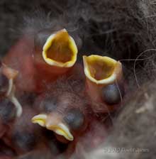 Close-up of 1 day old Great Tit chicks' gapes