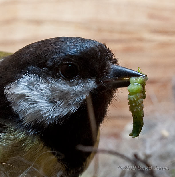 Great Tit male brings a caterpillar for a chick, 6 May - cropped image