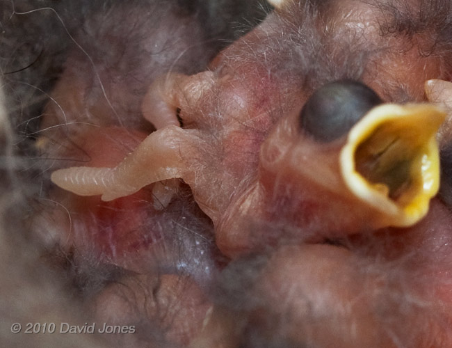 A 1 day old Great Tit chick's wing, 6 May