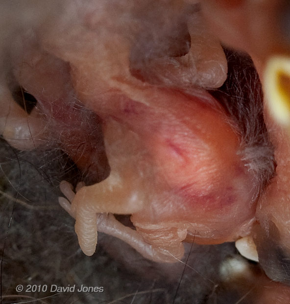 A 1 day old Great Tit chick's wing and leg, 6 May