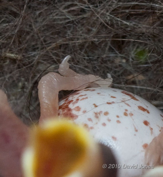 A 1 day old Great Tit chick's claws, 6 May