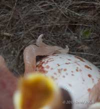 A 1 day old Great Tit chick's claws, 6 May