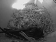 A Sparrow egg visible in the Swift box this morning, 6 May