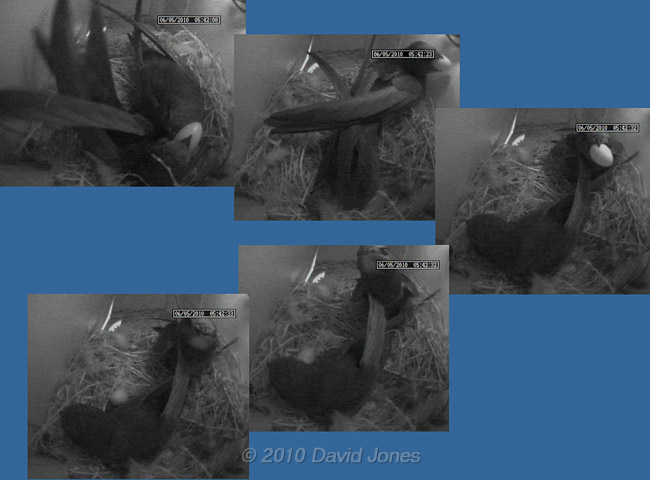 A Swift moves a Sparrow egg this morning, 6 May