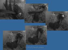 A Swift moves a Sparrow egg this morning, 6 May