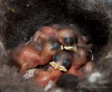 Great Tit chicks this afternoon (day2/3), 7 May