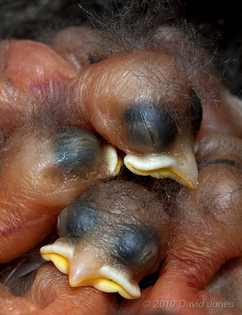 Great Tit chicks this afternoon (day2/3), 7 May  - close-up