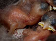Great Tit chick this afternoon (day2/3) showing start of feather tract development, 7 May