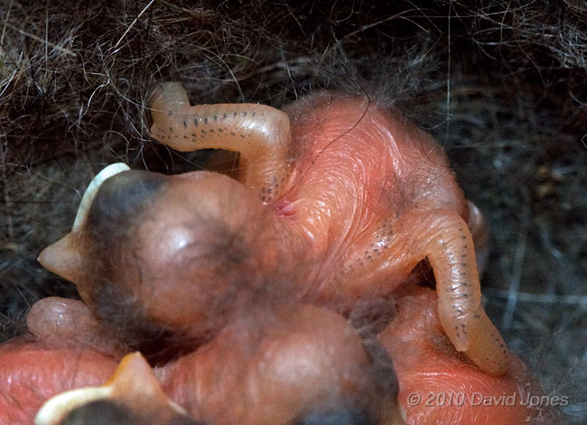 Great Tit chick (day2/3) showing start of feather tract development on wings and shoulders, 7 May