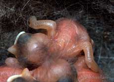 Great Tit chick (day2/3) showing start of feather tract development on wings and shoulders, 7 May